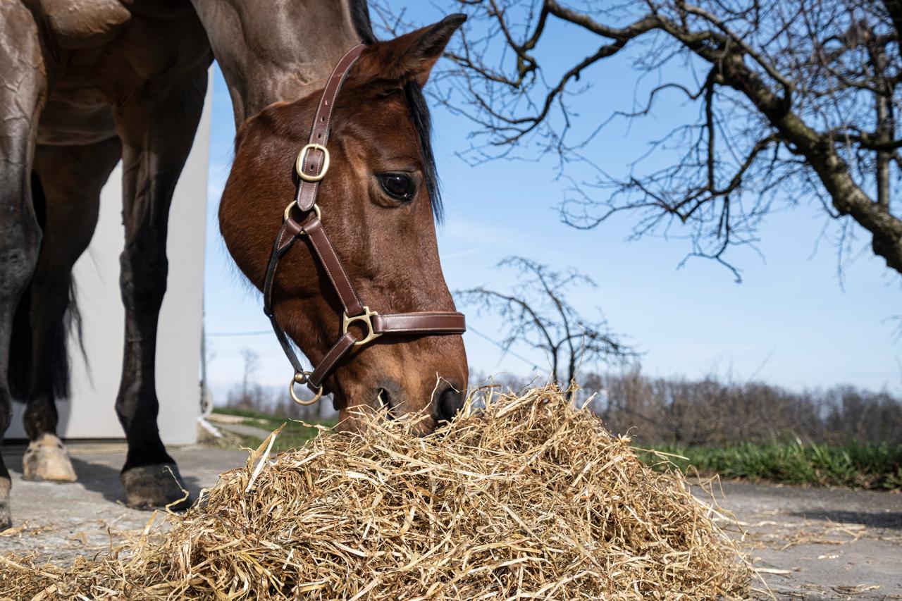 Schweizer Haylage in bester Qualität mit Pferd