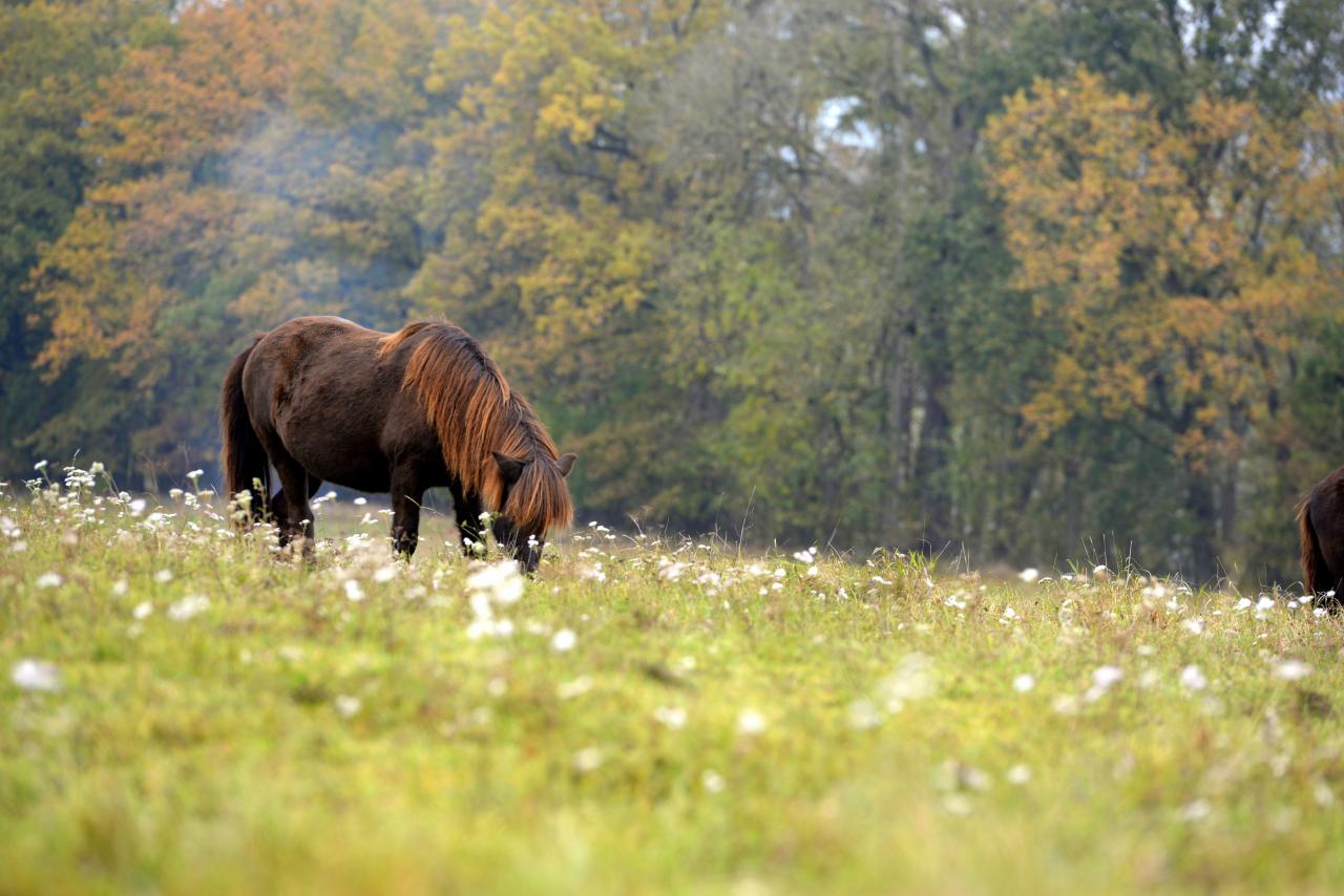 Isländer auf grüner Wiese