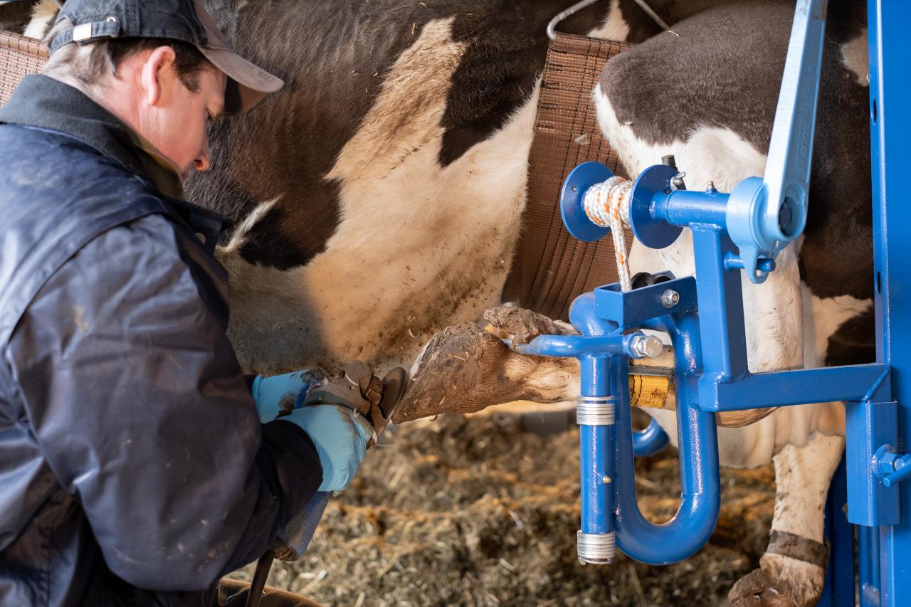 klauenpflege kuh einfach und leicht