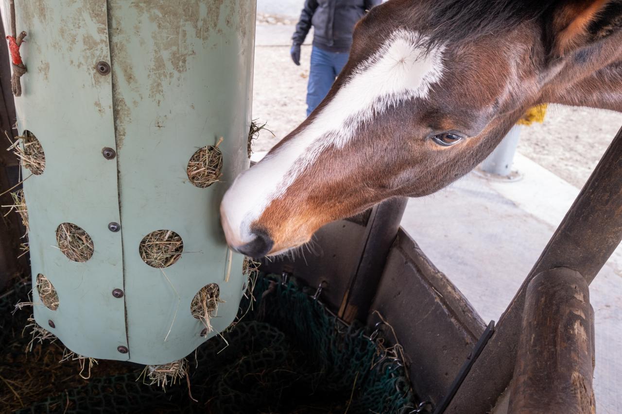 heutoy beschäftigung für Pferde
