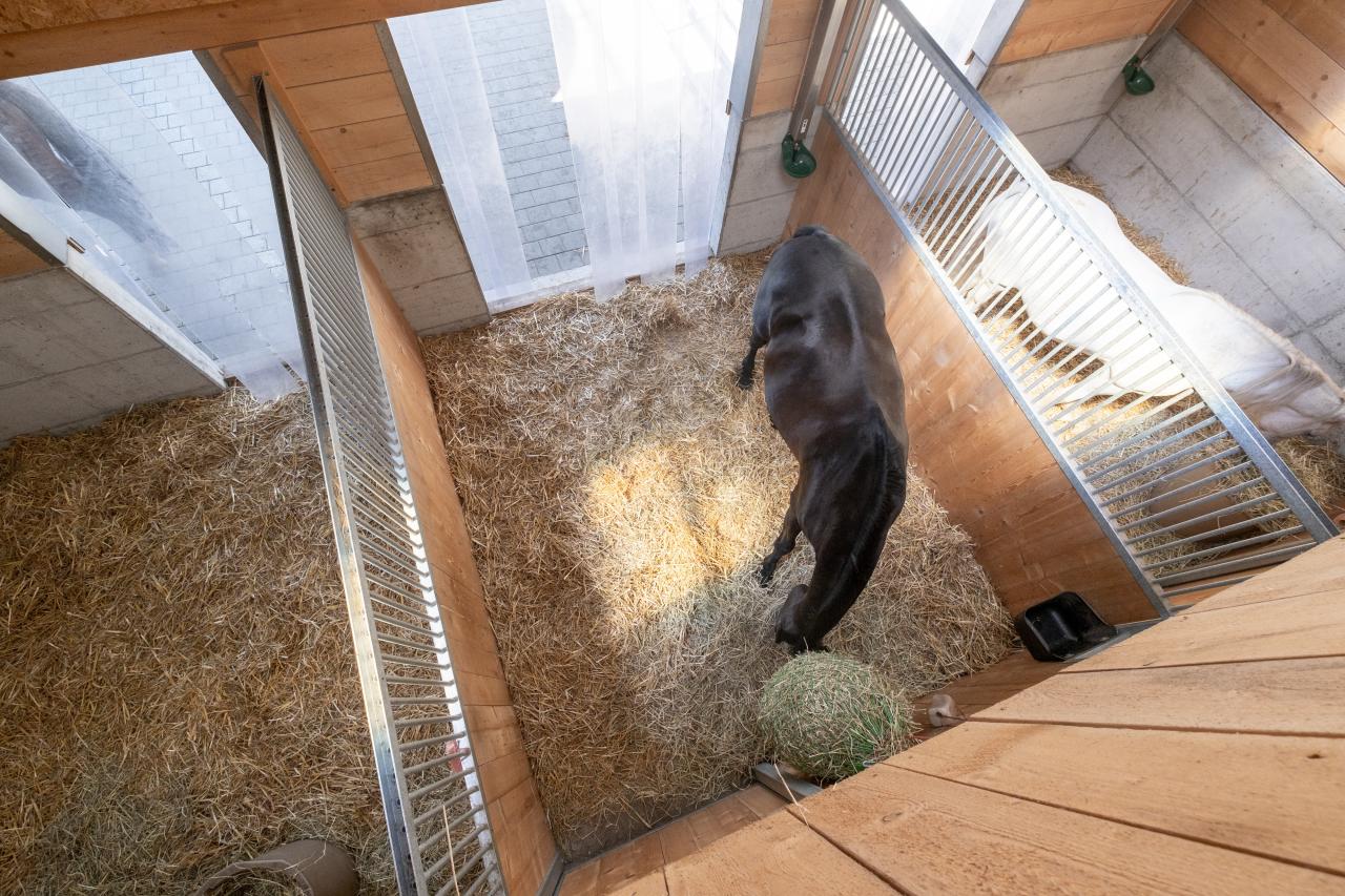 Pferd in Innenboxen