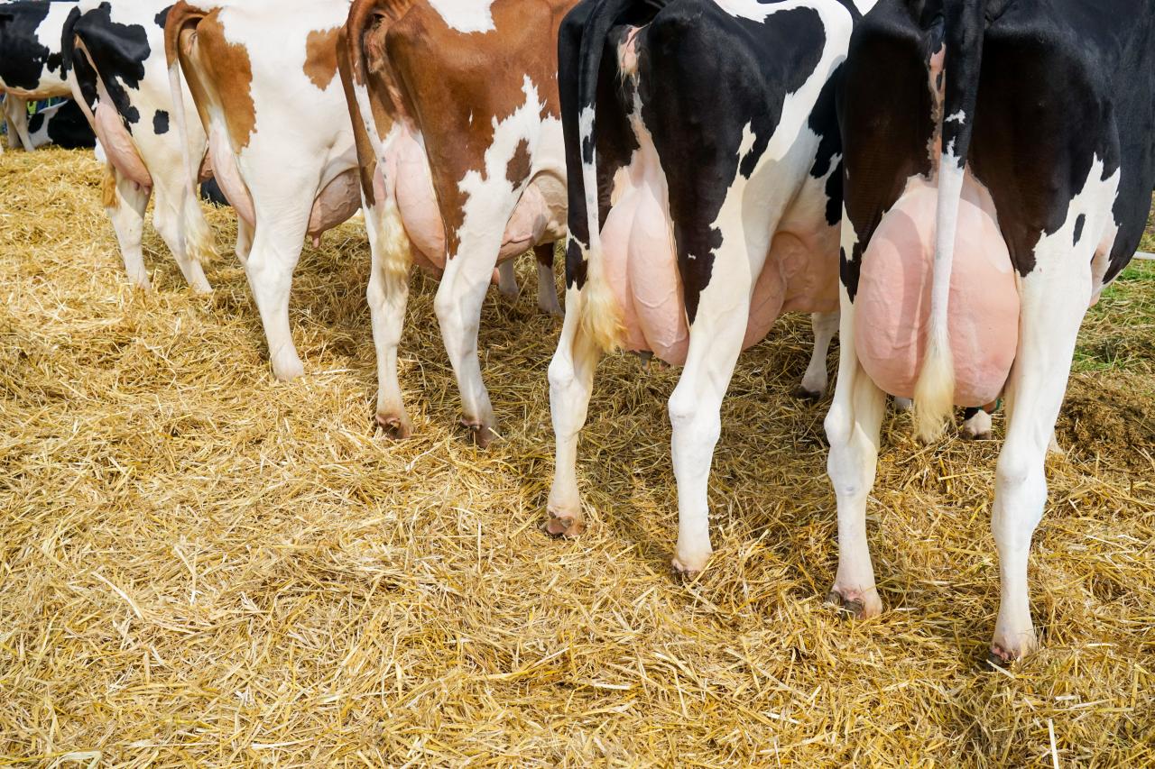 fünf kühe von hinten, die auf Stroh stehen