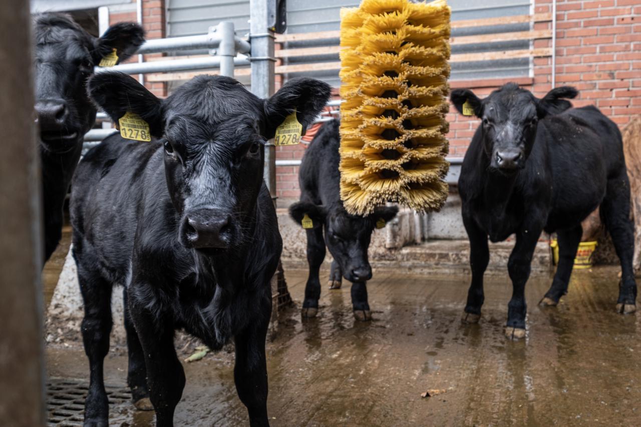 Gelbe Kratzbürste mit 3 Rindern
