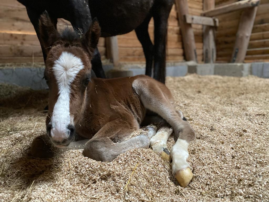 Fohlen auf Boxengold