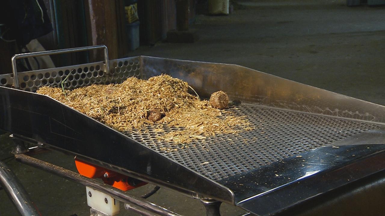 Hippogold Vibrationsrüttler mit Mist