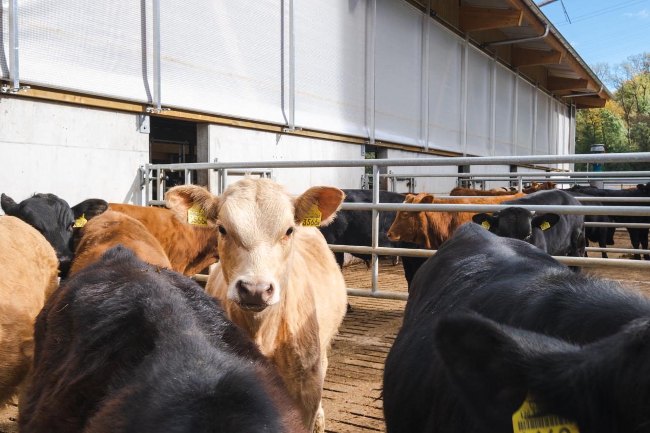raus-programm-mastvieh