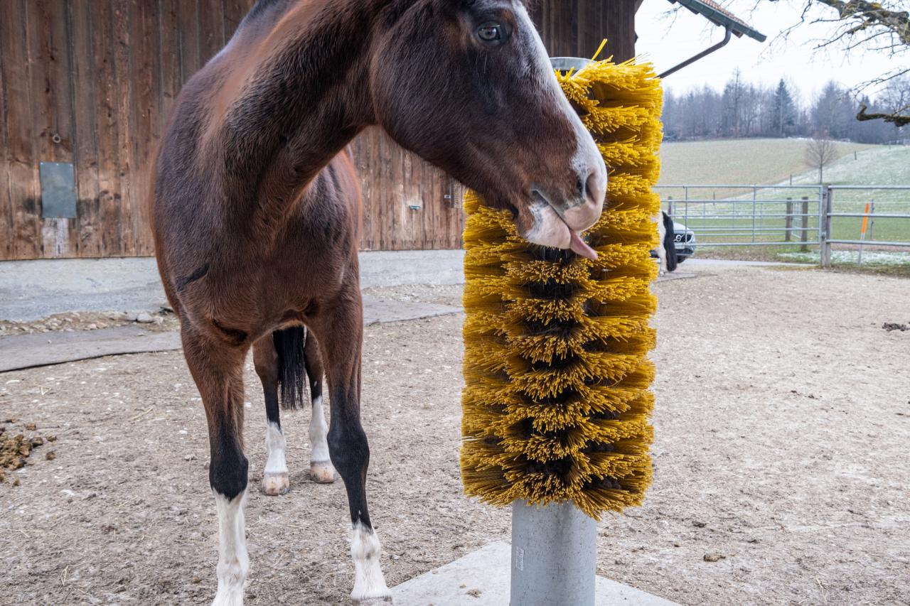 totem-kratzbuerste-fuer-pferde