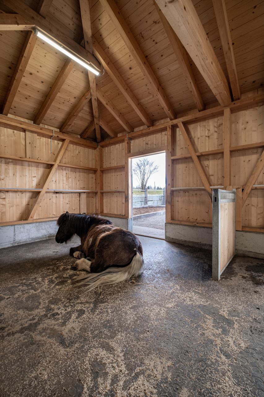 Pferd-auf-Gummimatte-liegend