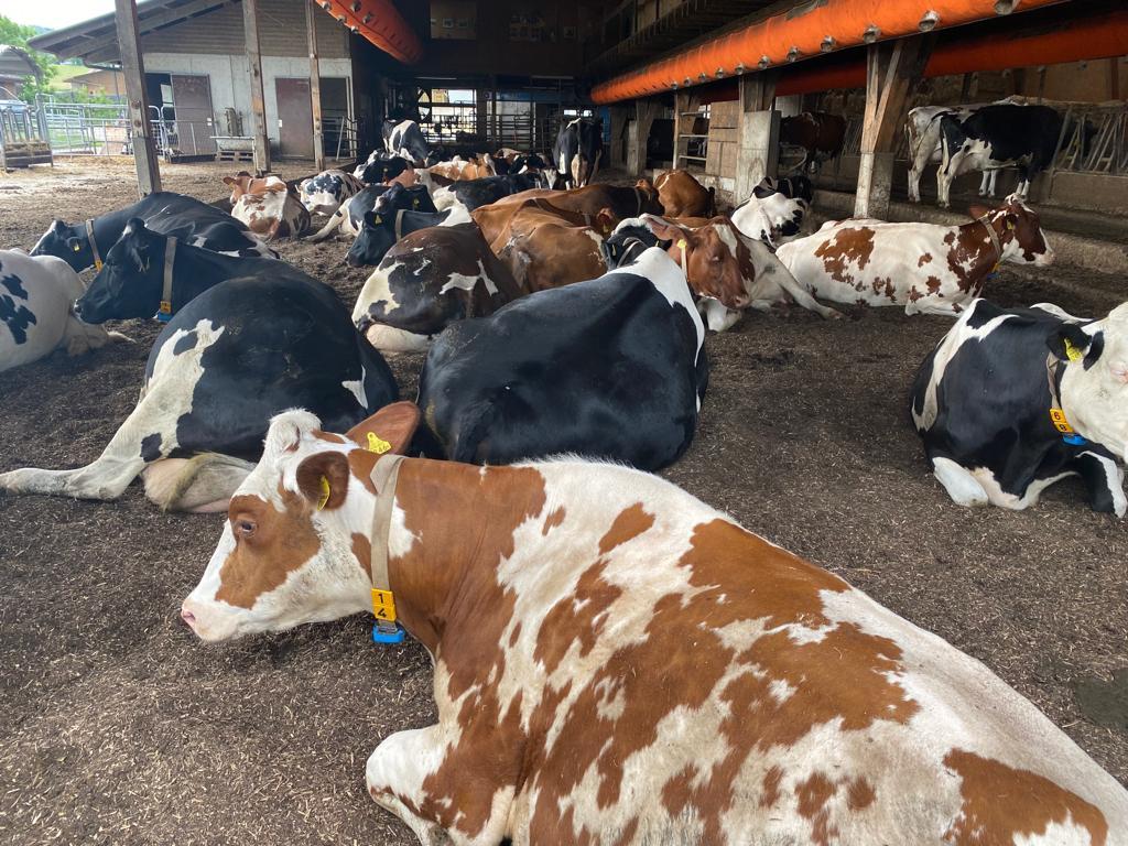 biowaldboden-im-kuhstall