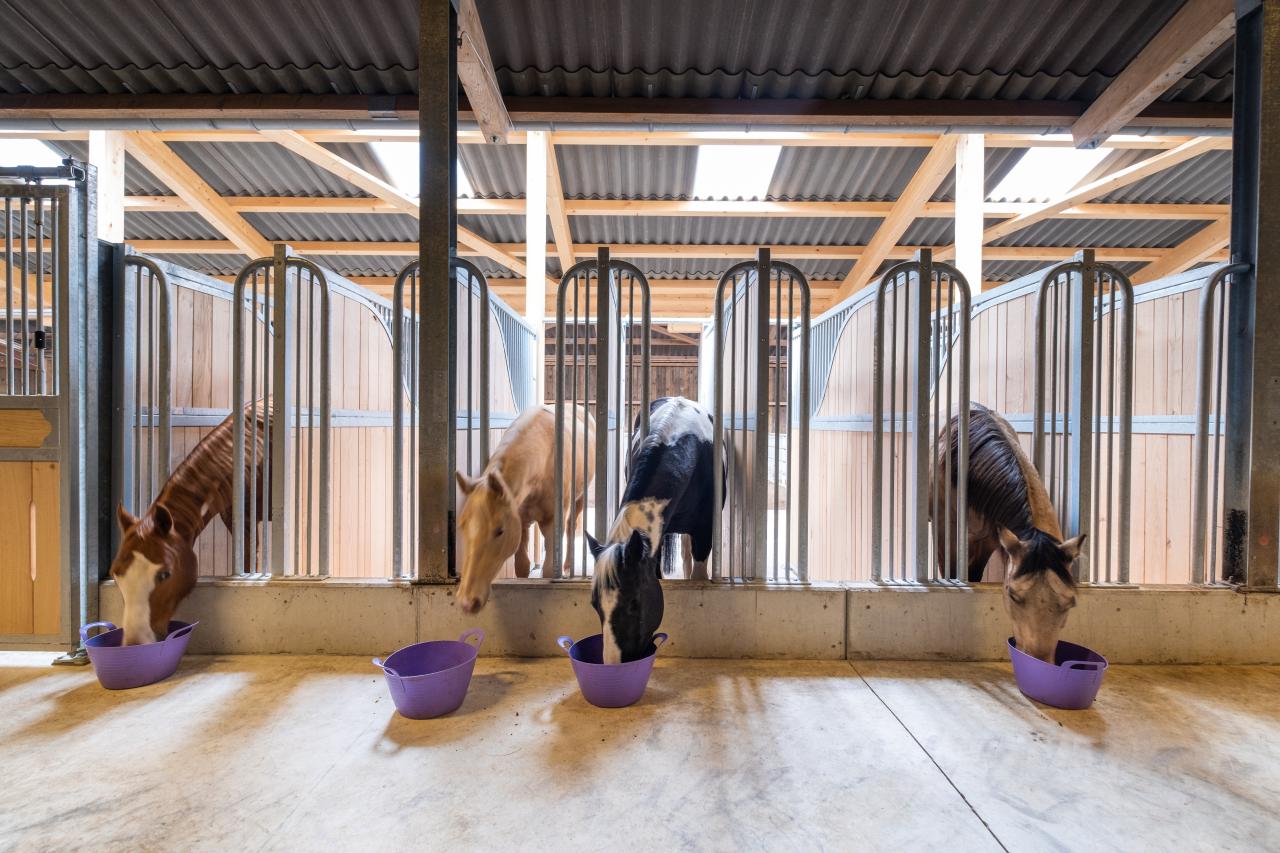 referenzobjekt-pferdestall-dunggigen