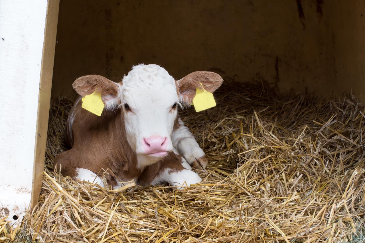 vertiefte-tierbeobachtung