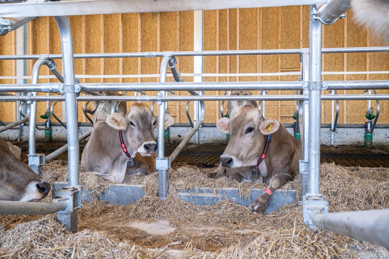 richtig-liegen-liegeboxen-milchkuehe