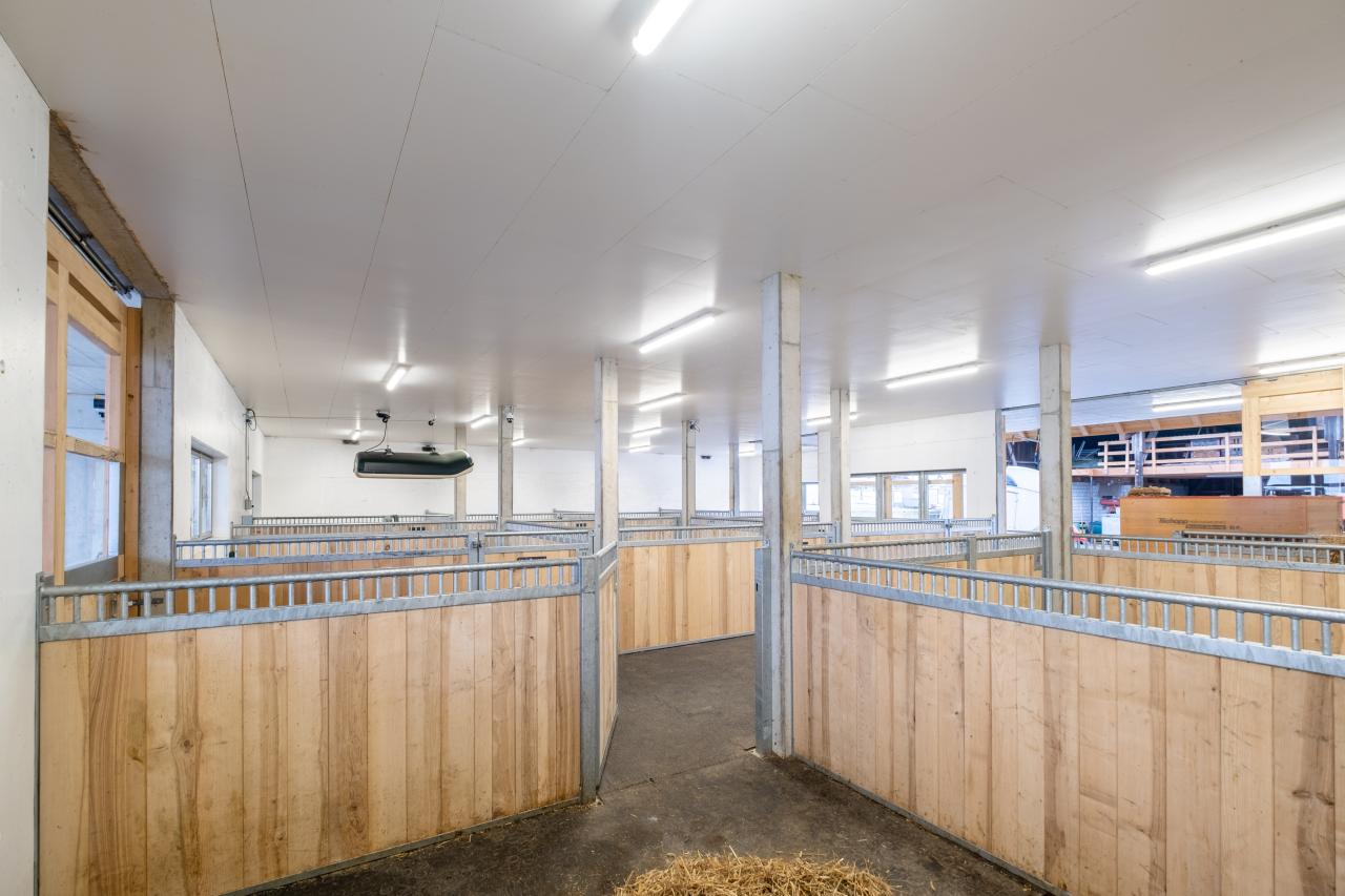 pferdestall-neubau-sozialkontakt-5