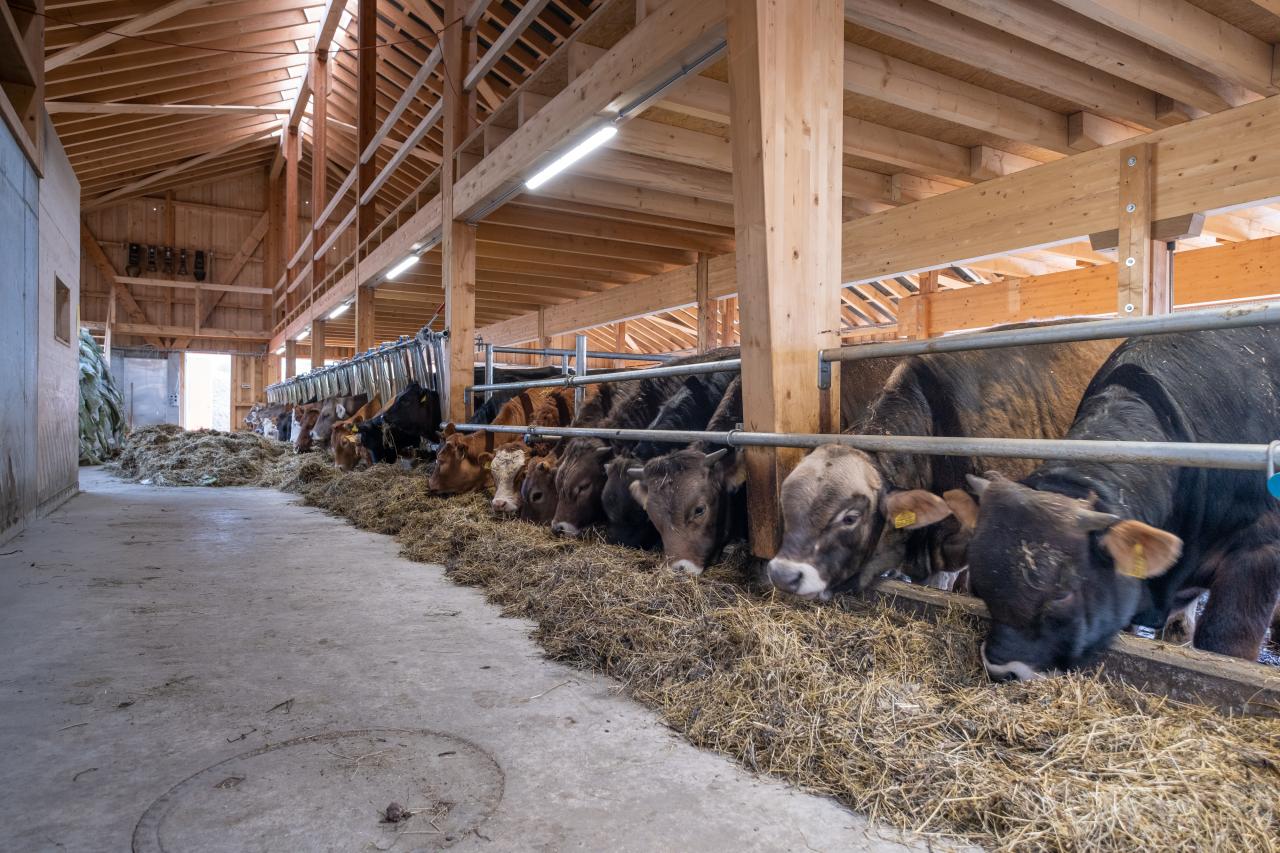 mastviehstall-neubau-graubuenden