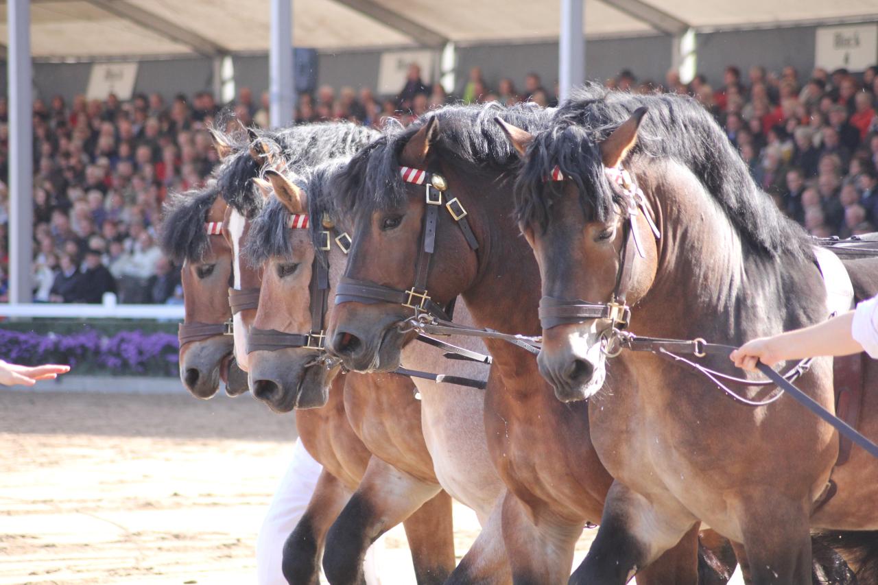 pferdenacht-lenzburg-symbolbild