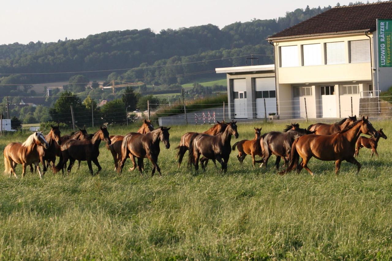 offenstall-gruppenstall-haltung-sportpferde