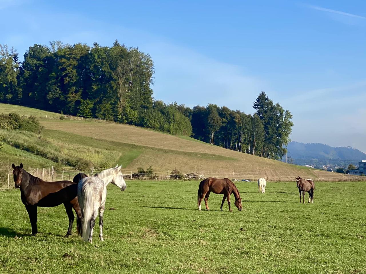 Im aargauischen Dintikon leben in der Sportpferdezucht Rietenberg rund 40 Pferde. Corinne Sélébam Alt und Simon Alt führen den Betrieb seit über 15 Jahren. Ihr Alleinstellungsmerkmal ist die Haltungsform: ihre Stuten, Wallache und Hengste stehen im Offenstall. Corinne selbst ist erfolgreiche Dressurreiterin bis in die hohen Klassen. «Über all die Jahre haben wir festgestellt, dass Offenstallpferde deutlich zufriedener sind», erzählt Corinne. Sie glaubt, dass es damit zusammenhängt, dass die Pferde stark mit