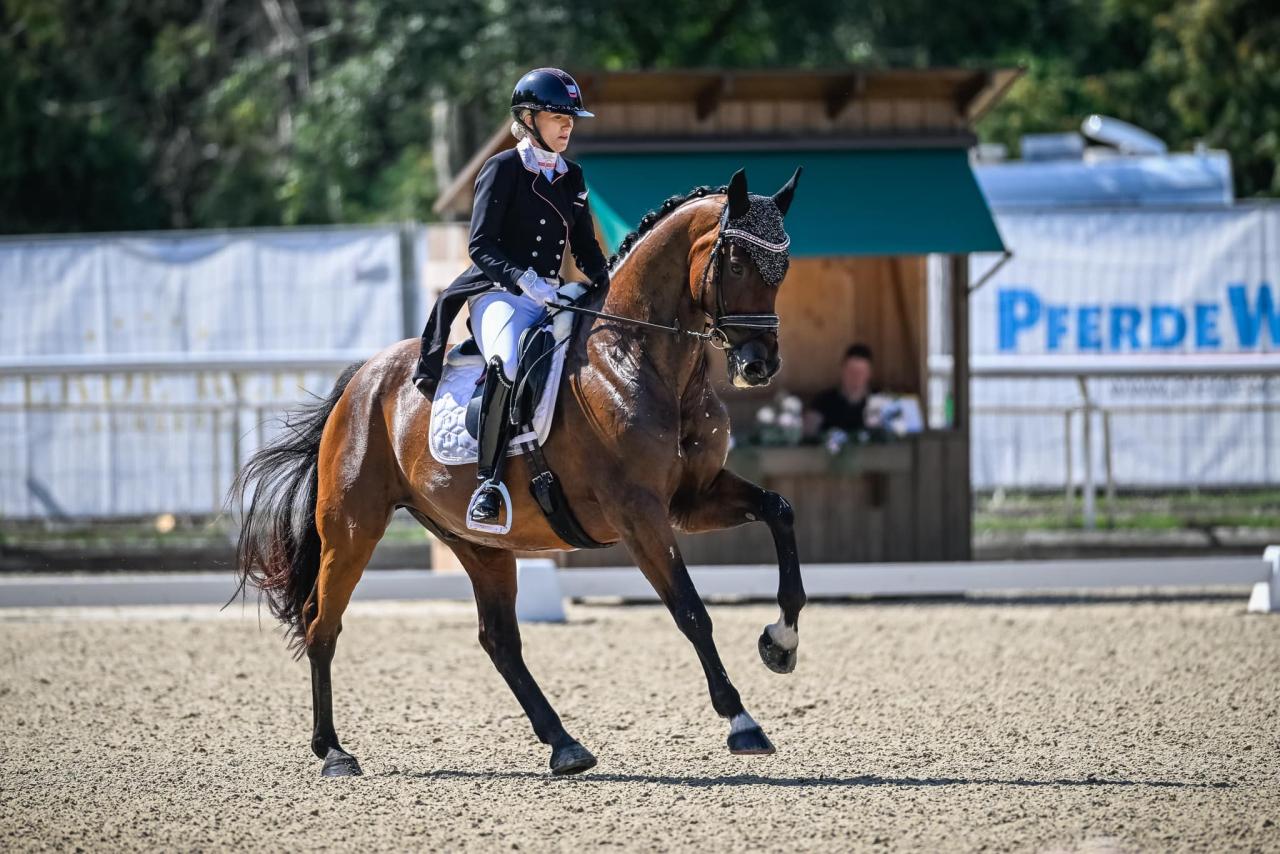 offenstall-sportpferde-bewegungstall