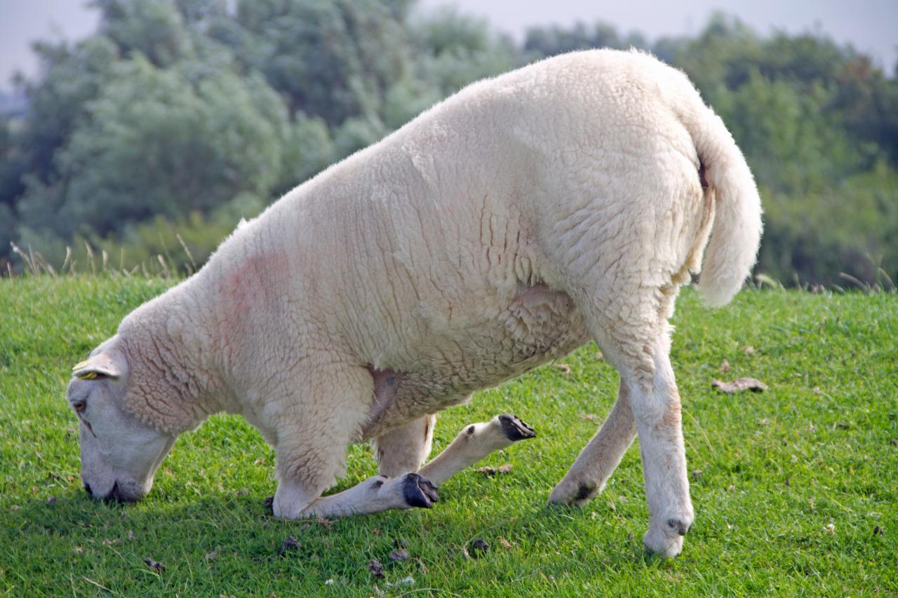 schaf-modernhike-klauenbad