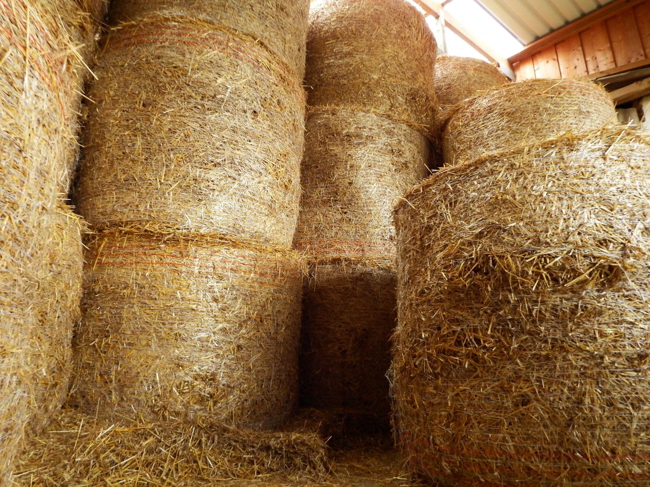 strohlager-qualitaet-beinflussen-pferde