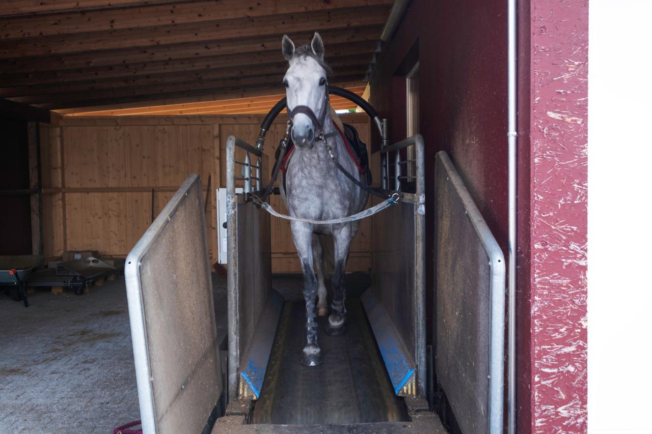 074.1100#2#Schrittlaufband Horse-Gym S3 frontal#verzinkt