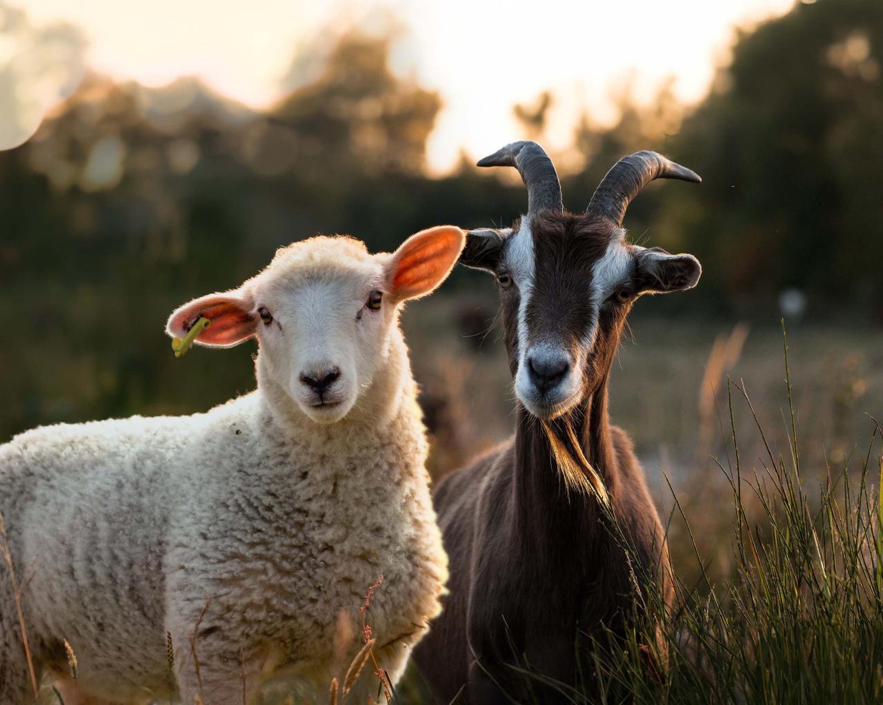 stalleinrichtungen-schafe-und-ziegen