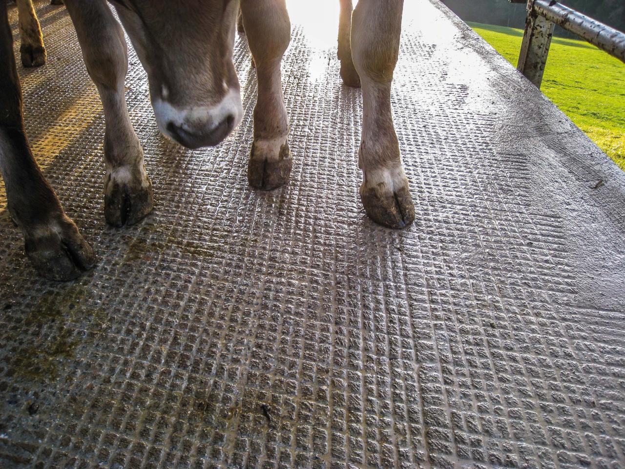 SON 02030#2#Fräsblitz Stimmungsbild Stallboden#foto