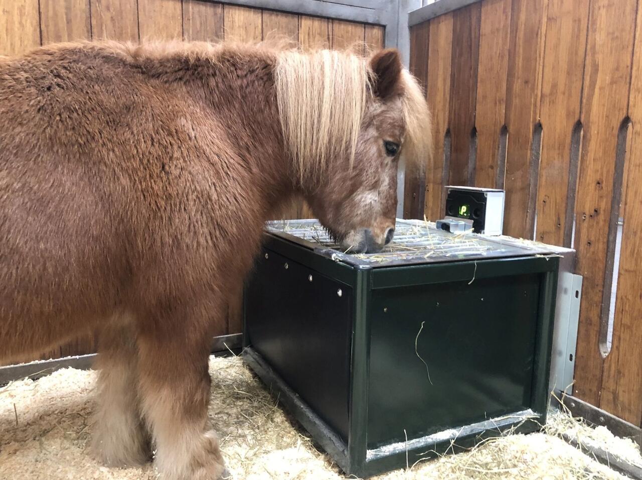 feedingmaster pro shetland