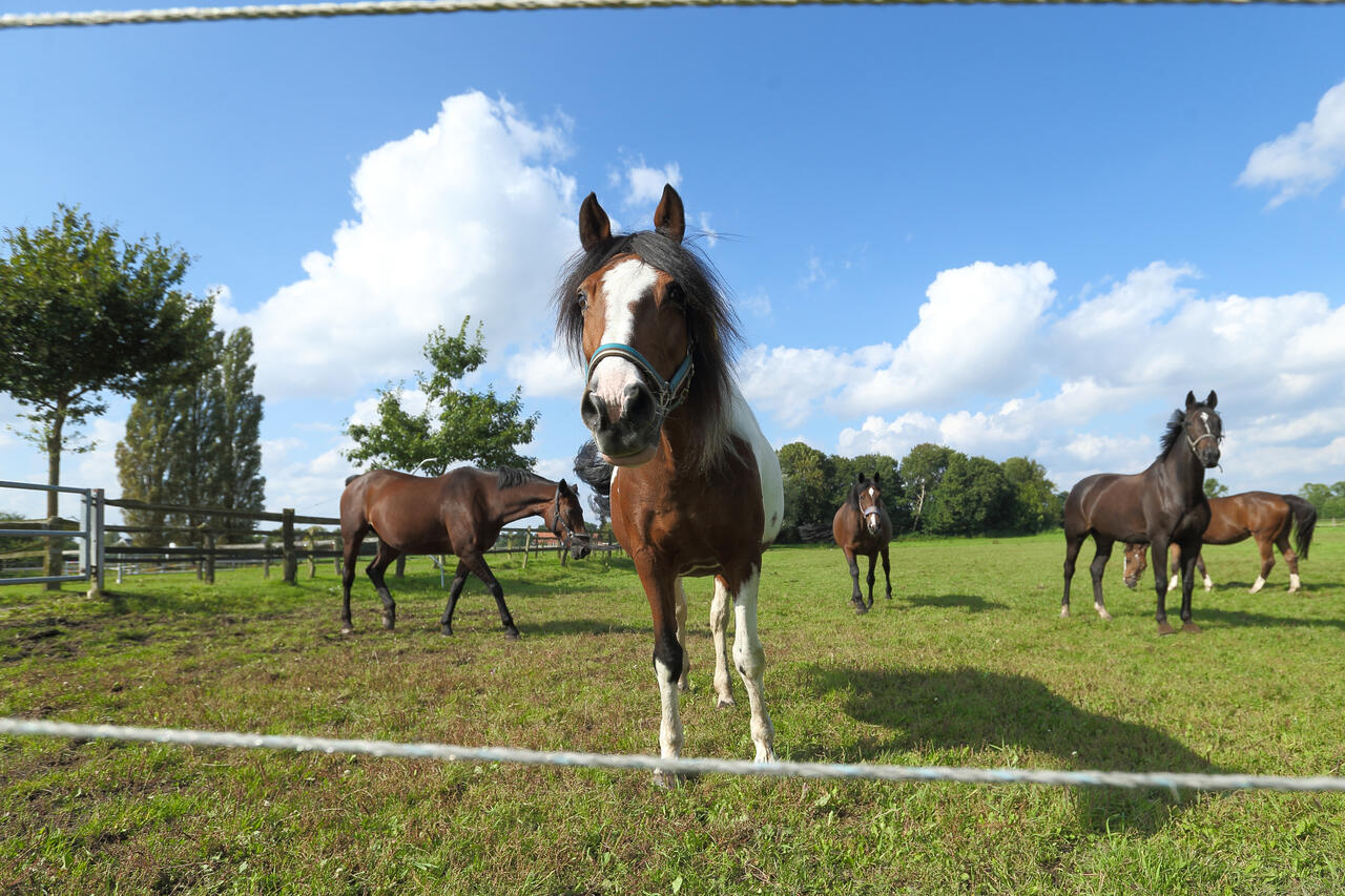 gruppenhaltung-feedingmaster.