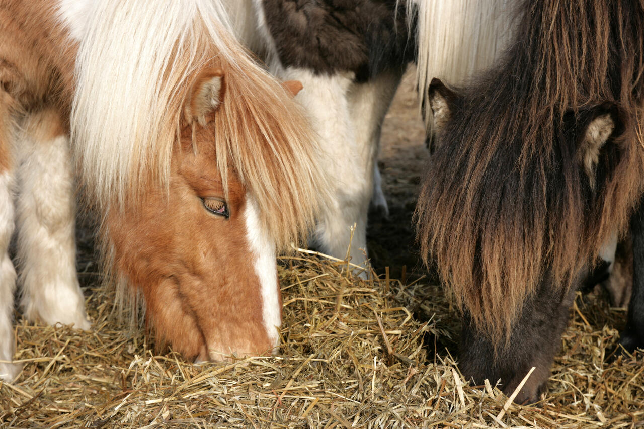 wie viel sollte ein pferd fressen pro tag