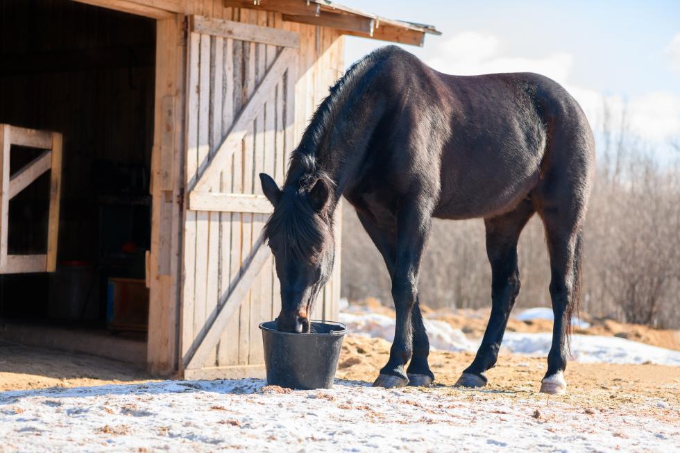 Pferd im Winter vor einem Stall mit einer Tränkekessel in scharz