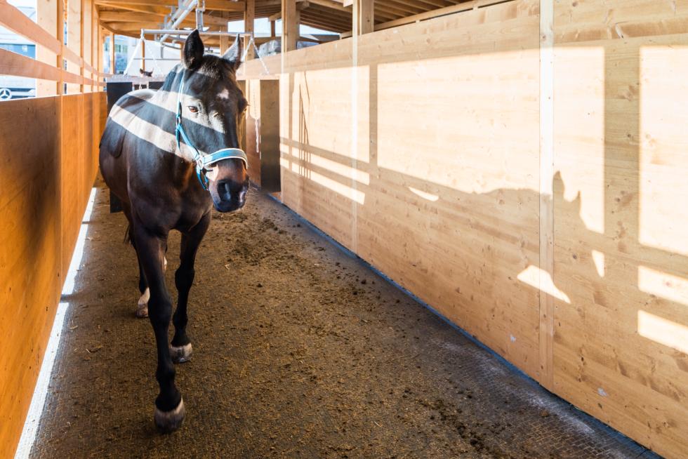 Pferd in eine Führanlage