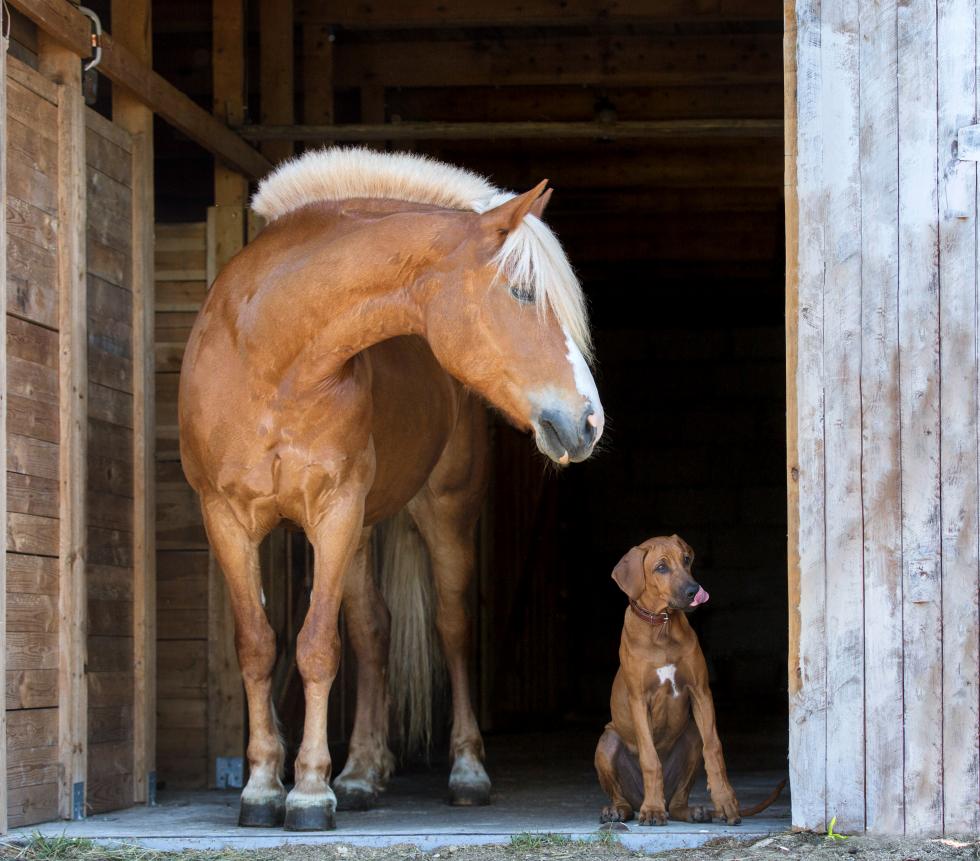 Pferd mit Hund