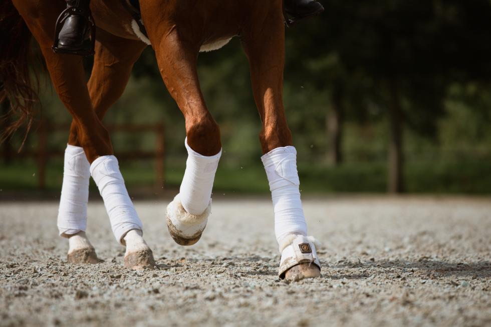 Pferd auf schönem Reitplatz