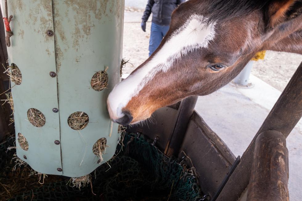 heutoy beschäftigung für Pferde