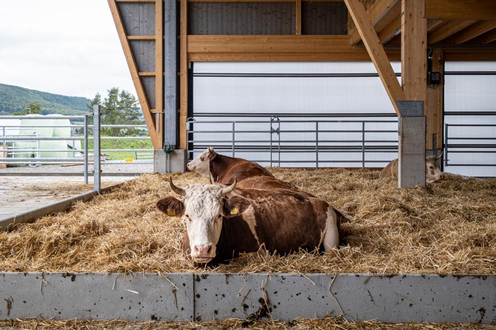 Kuh mit Hörner im Stroh am Schlafen in einem neuen Stall