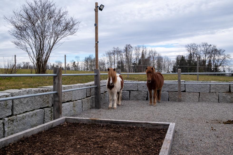 Pferde-WC in Paddock Erfahrungen