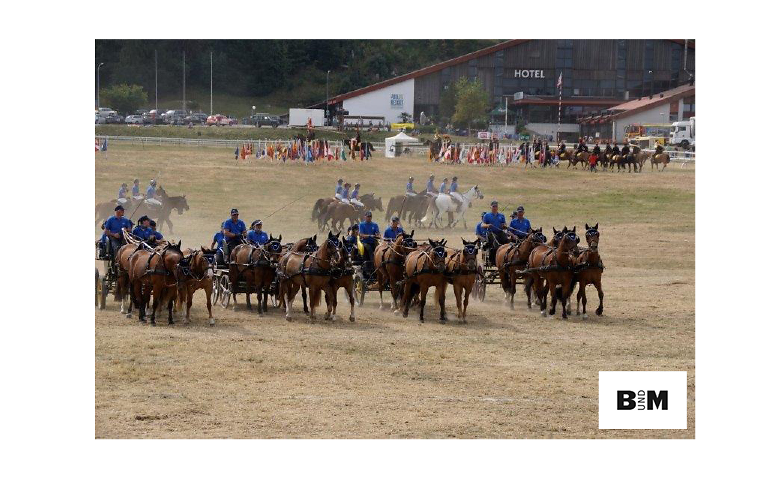 pferdenacht-offizielles-bild