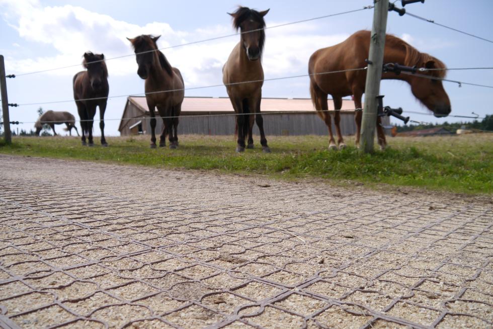 ecoraster-ch-kaufen-pferde