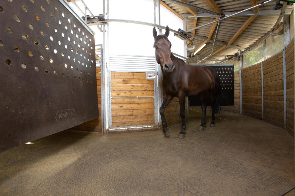 011.12521210#2#BELMONDO_Horsewalker2019_in Anwendung-7#schwarz