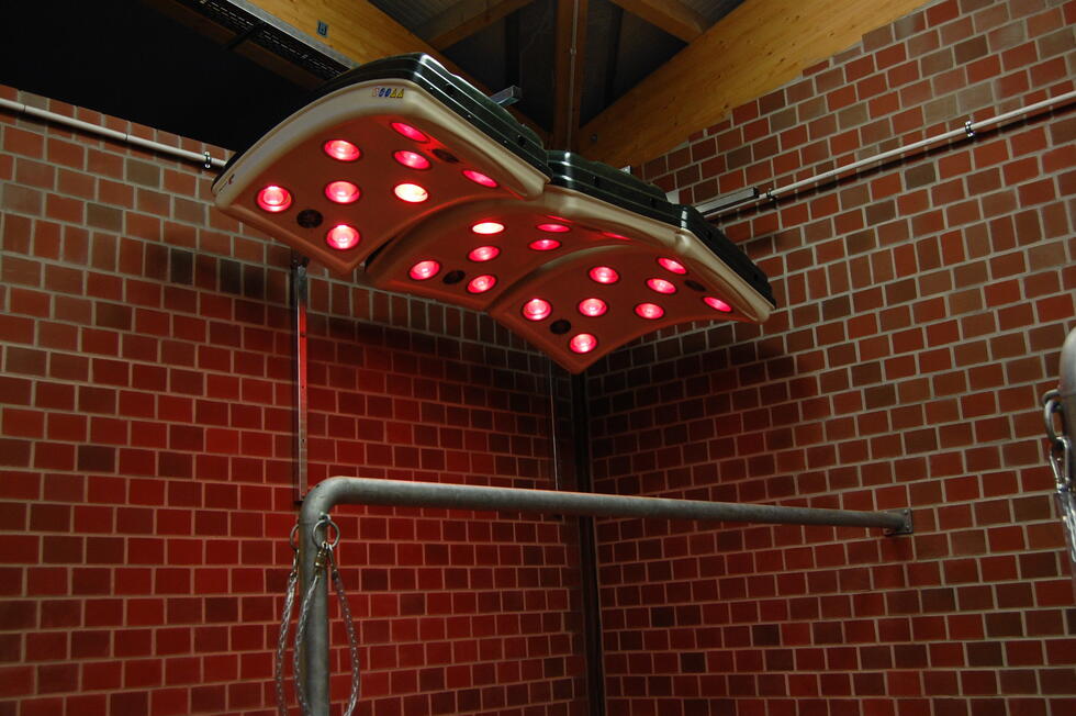 Ein Pferdesolarium, zweifarbig, grüner und grauer Kunststoff, leicht gewölbt und gebogen, mit roten und andersfarbigen Lampen, sowie Ventilatoren auf der Unterseite, aufgehängt in Stallgang, roter Boden, rechts und links Pferdeboxen, auf jeder Seite schaut jeweils ein schwarzes Pferd in den Gang hinaus
