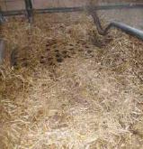 Ein schwarzes Tiefboxenkissen aus Gummi mit kugelartiger Ausstülpungen auf der Oberseite, gefüllt mit Luft, erhöhter Rand hinten und seitlich, pillenartige Ausstülpungen am vorderen Rand, dicker als herkömmliche Gummimatten, unter Einstreu in Tiefbox platziert in einem Stall