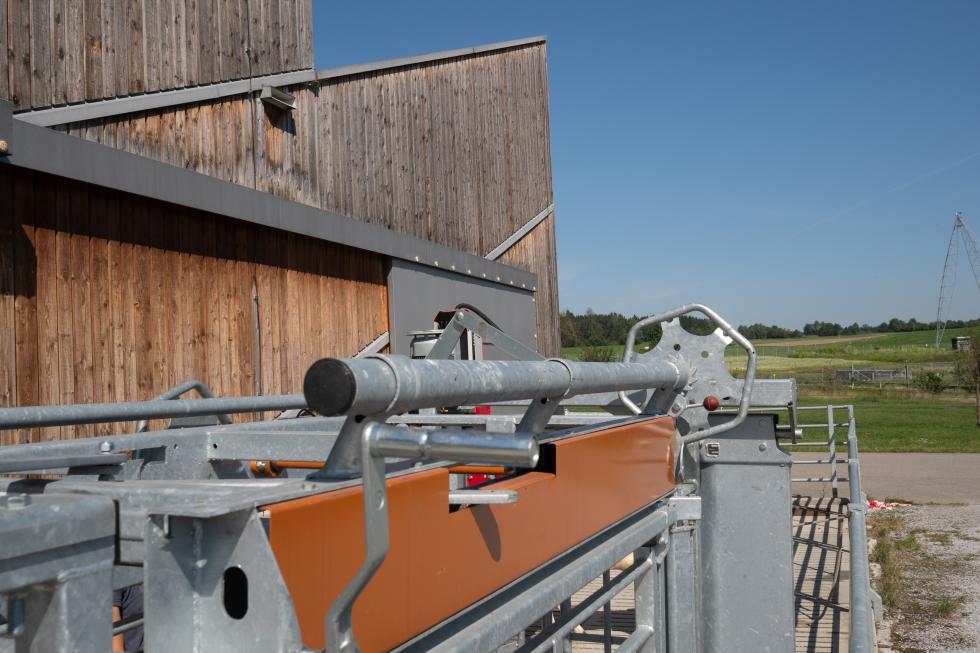 Ein Behandlungs- und Einfangstandstand mit Liegegitter und Schwenkachse, vorne zwei feste schwarze Räder, auf der Hinterseite ein schwarzes Brett, Schaf eingespannt umgedreht, wessen Klauen von einer Person geschnitten werden