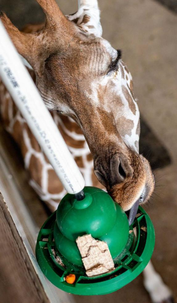 KONG® Equine Swing B+M Agrotech