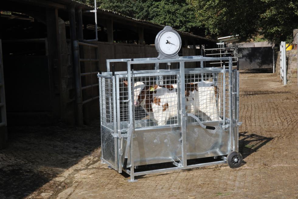 Eine Lämmerwaage mit zwei schwarzen Rädern fest, Blech in der unteren Hälfte, Türchen hinten und Waagezeiger obendrauf, von hinten abgebildet, auf einer Weide