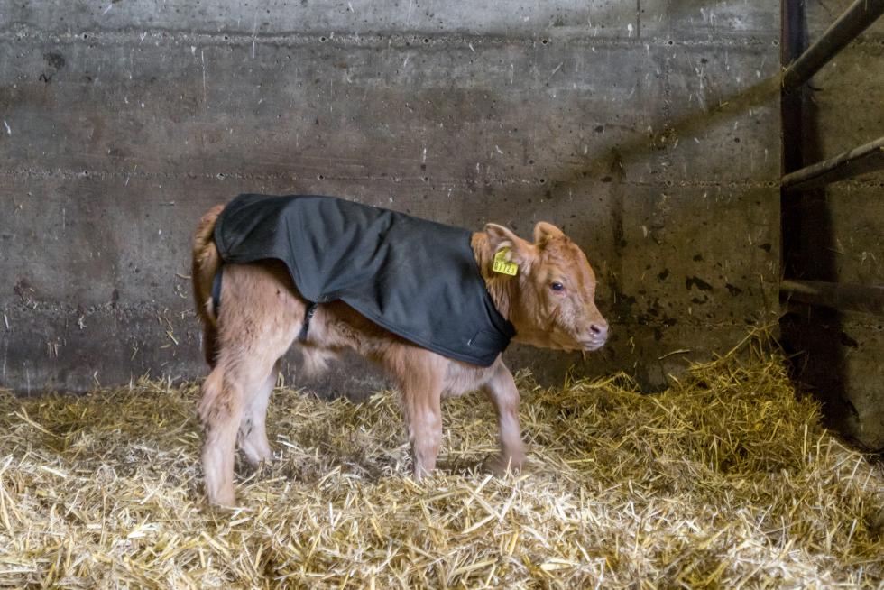 Ein schwarzes Kälbermänteli mit hellblauen Seitenrändern, sowie Halsausschnitt auf der rechten Seite und Beinlaschen auf der linken, getragen von einem brauen Kalb in Einstreu, vor einer Betonwand
