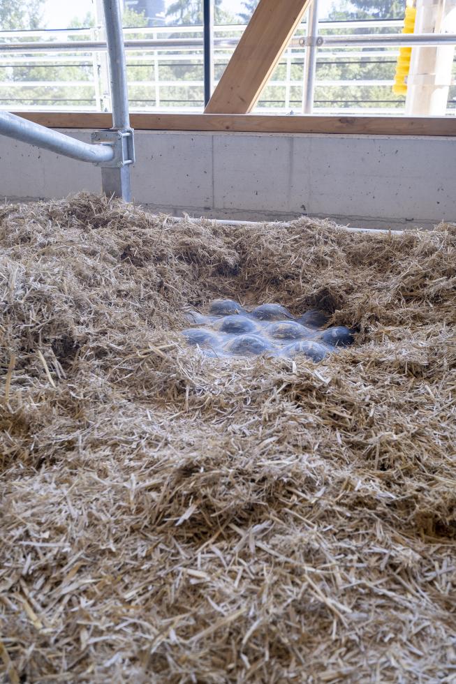 Ein schwarzes Tiefboxenkissen aus Gummi mit kugelartiger Ausstülpungen auf der Oberseite, gefüllt mit Luft, erhöhter Rand hinten und seitlich, pillenartige Ausstülpungen am vorderen Rand, dicker als herkömmliche Gummimatten, unter Einstreu in Tiefbox platziert in einem Stall